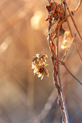 Humulus lupulus - A dry twig with cones of hops crawling upwards in a beautiful soft backlight.