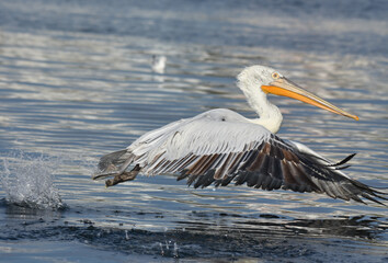 Pelican flying on the sea