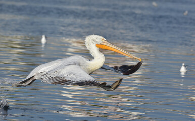 Pelican flying on the sea