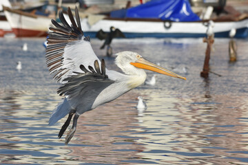 Pelican flying on the sea