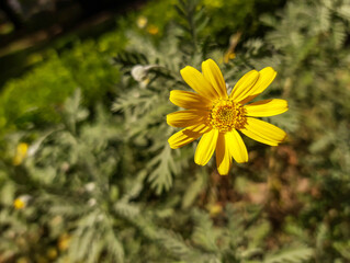 flor primaveral amarilla