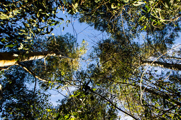close-up of pink flower with out-of-focus background in shades of green