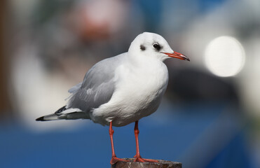 Seagull standing on a wood
