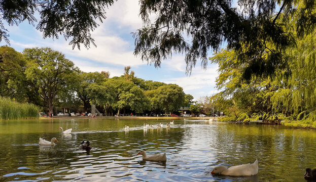 gansos en fila por el lago