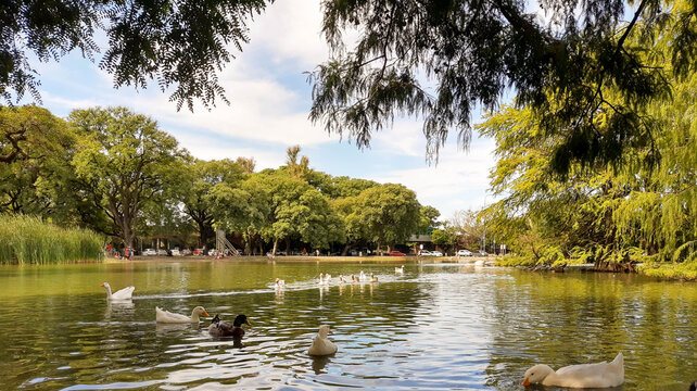 gansos al aire libre en el lago