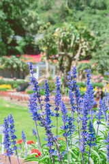 flowers in the garden