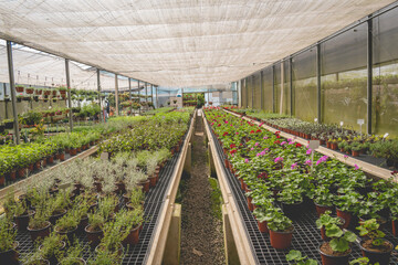 greenhouse with plants