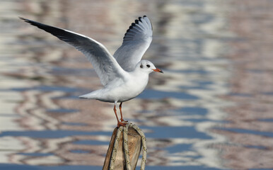 Seagull with open wings standing on wood