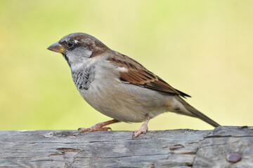 House sparrow standing on wood