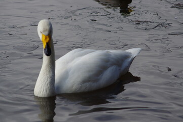 Obraz premium 厳しい寒さを避けて越冬で飛来地へと渡ってきた、美しい白い羽毛のハクチョウ