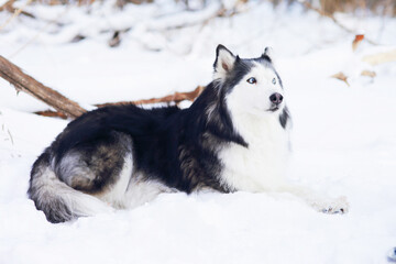 Husky dog in winter lies on the snow in the forest