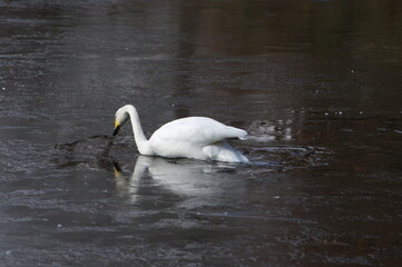 Naklejka premium 厳しい寒さを避けて越冬で飛来地へと渡ってきた、美しい白い羽毛のハクチョウ