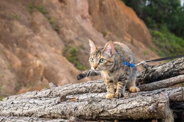 cat in the forest