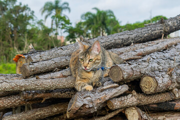 stack of firewood