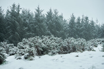Coniferous trees in heavy snowfall