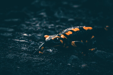 Moody fire salamander on the ground Salamandra salamandra