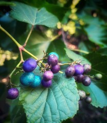 Berries on branch of plant
