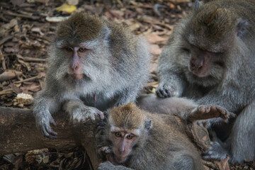 Familia de Monos en Ubud, Bali