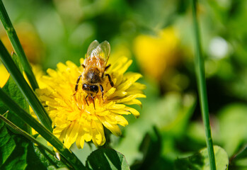Honey bee (Apis mellifera) pollinating a Dandelion (taraxacum officinale) flower.  Closeup. Copy space. 