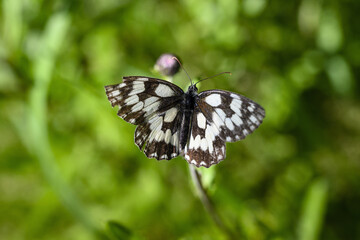 Melanargia galathea - hawk with white wings.