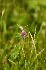 Melanargia galathea - hawk with white wings.