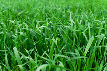 Fototapeta na wymiar Green wheat.