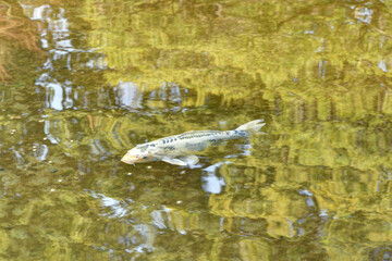 平安の庭の鯉