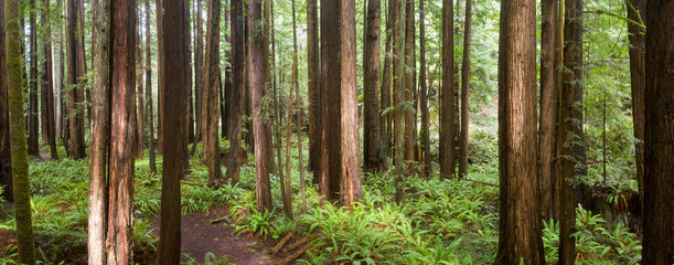 Coastal Redwood trees, Sequoia sempervirens, thrive in a healthy forest in Mendocino, California. Redwood trees grow in a very specific climate range.