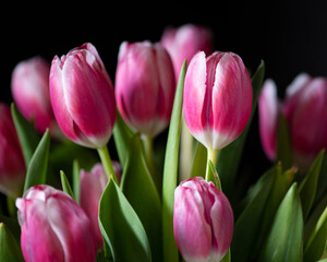 pink tulips on black background