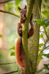 Eichhörnchen (Sciurus vulgaris)
