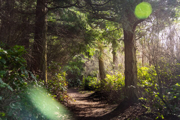 Light Rays Stream in through the trees along the bluff trail at Fort Ebey State Park, Whidbey...