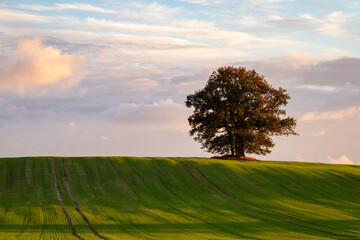 Freistehender Baum auf grünem Feld