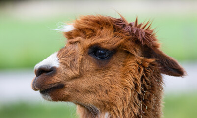 Obraz premium reddish brown alpaca head in front of green background, the animal seems to be afraid because its ears are pointing down, in the daytime without people
