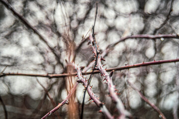 Macro close up on japanese burberry naked branches covered in thorns when all the fruits and leafes fell of for winter, with bokeh effect in the backgorund