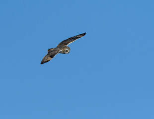 Short-eared Owl Flying in Winter on Blue Sky