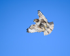 Juvenile Red-Tailed Hawk in Flight on Blue Sky in Winter