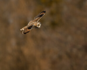 Short-eared Owl Flying in Winter on Brown Background