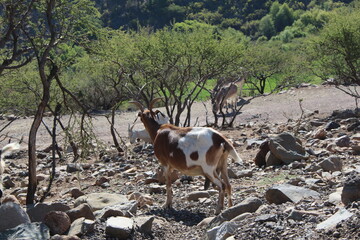 cabras de cerro