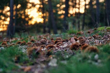 Erizos de castañas en el suelo con puesta de sol de fondo. Otoño.