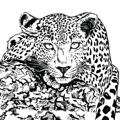 Hand drawn sketch style leopard. Vector illustration isolated on white background