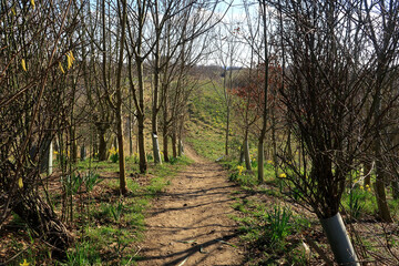 Fototapeta premium A footpath through a woodland scene with bare trees and Daffodils