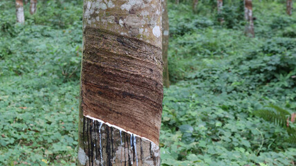 Close up of a barked rubber tree trunk