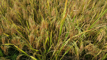 Top view of a paddy plant with well ripened rice spikes in the paddy field