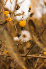 flowers in the wind