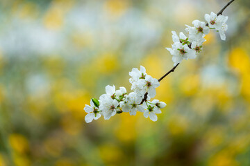 Tree branch with white flowers on a defocused yellow background