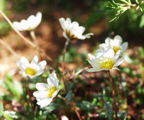 Taiga forest flowers