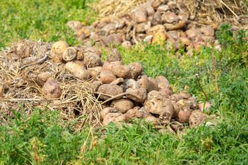 Potatoes piled up in the field among the grass and mixed with hay to ferment and compost