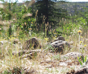 Taiga plants and stones