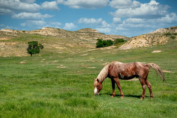 horse and foal