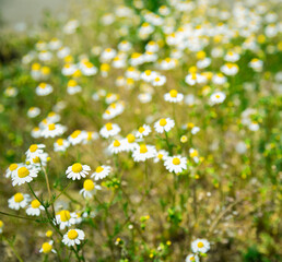 Field of daisies